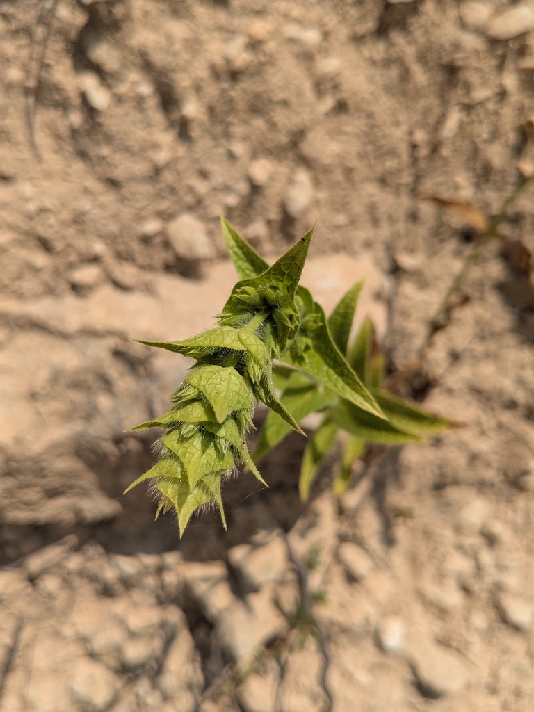 Sideritis perfoliata; photograph (c) Marios Thoma, some rights reserved (CC BY)