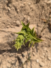 Sideritis perfoliata