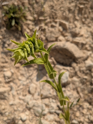 Sideritis perfoliata, photograph 2