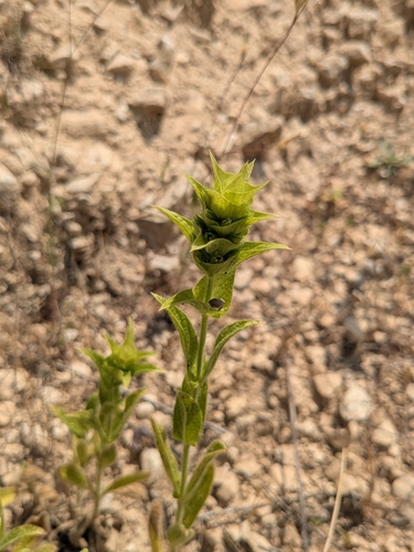 Sideritis perfoliata, photograph 3