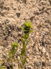 (c) Marios Thoma, some rights reserved (CC BY) Sideritis perfoliata, photograph (c) Marios Thoma, some rights reserved (CC BY)