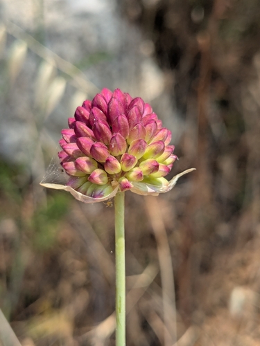 Allium sphaerocephalon