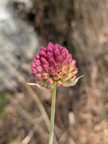 Allium sphaerocephalon