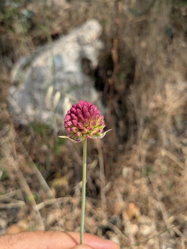 Allium sphaerocephalon