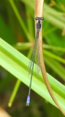 Aciagrion approximans