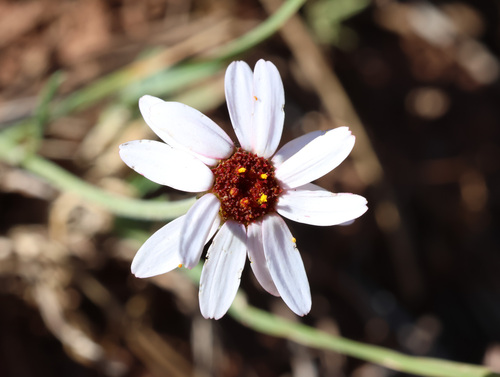 Rhodanthemum gayanum, photograph 1