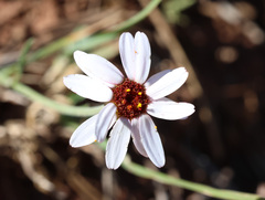 Rhodanthemum gayanum, photograph (c) Joey Bom, some rights reserved (CC BY)