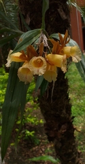 Galeandra