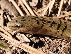 Koelliker's Glass Lizard photo 2