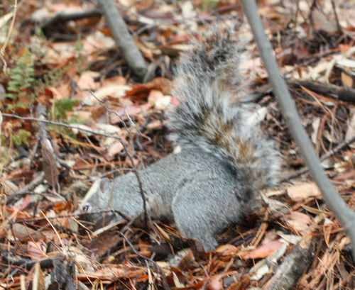 Arizona Gray Squirrel