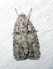 Acronicta modica