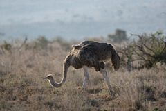 Struthio camelus massaicus