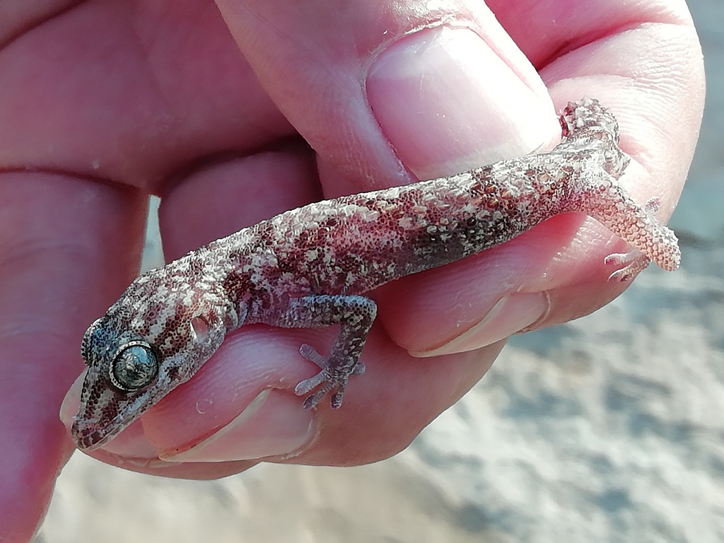 African Thick-Toed Gecko