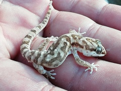 Pachydactylus punctatus