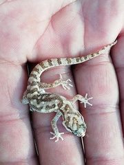 Pachydactylus punctatus