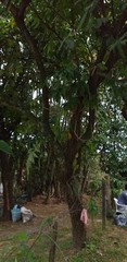Guarea