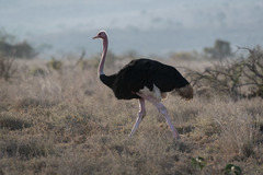 Struthio camelus massaicus