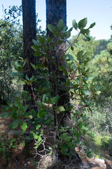 Arbutus madrensis