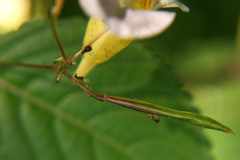 Impatientinum asiaticum