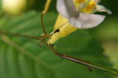 Impatientinum asiaticum