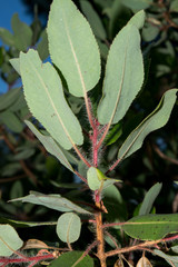 Arbutus tessellata