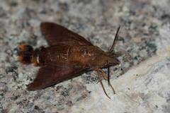 Macroglossum corythus