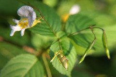 Impatiens edgeworthii