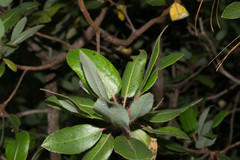 Arbutus tessellata