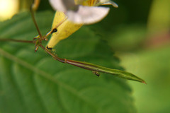 Impatiens edgeworthii