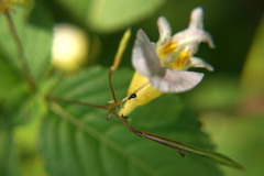 Impatiens edgeworthii