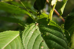 Impatiens edgeworthii