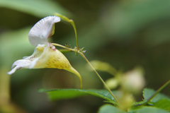 Impatiens edgeworthii
