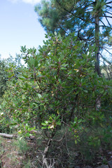 Arbutus tessellata