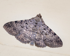 Polydesma boarmoides