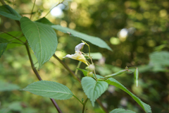 Impatiens edgeworthii