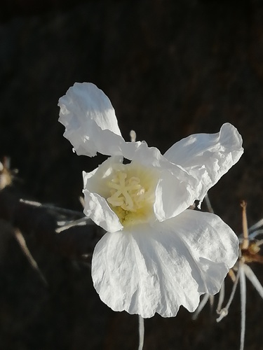 Sarcocaulon mossamedense image