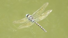 Anax immaculifrons