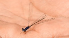 Aciagrion approximans