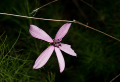 Cosmos carvifolius