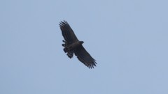 Nisaetus kelaarti