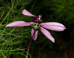 Cosmos carvifolius