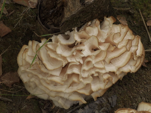 Eastern cauliflower mushroom