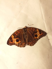 Junonia genoveva genoveva