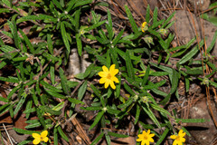 Wedelia gonzaleziarum