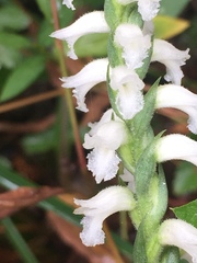 Spiranthes niklasii