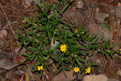 Wedelia gonzaleziarum