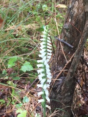 Spiranthes niklasii