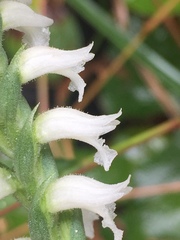 Spiranthes niklasii