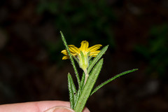 Wedelia gonzaleziarum