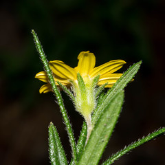 Wedelia gonzaleziarum